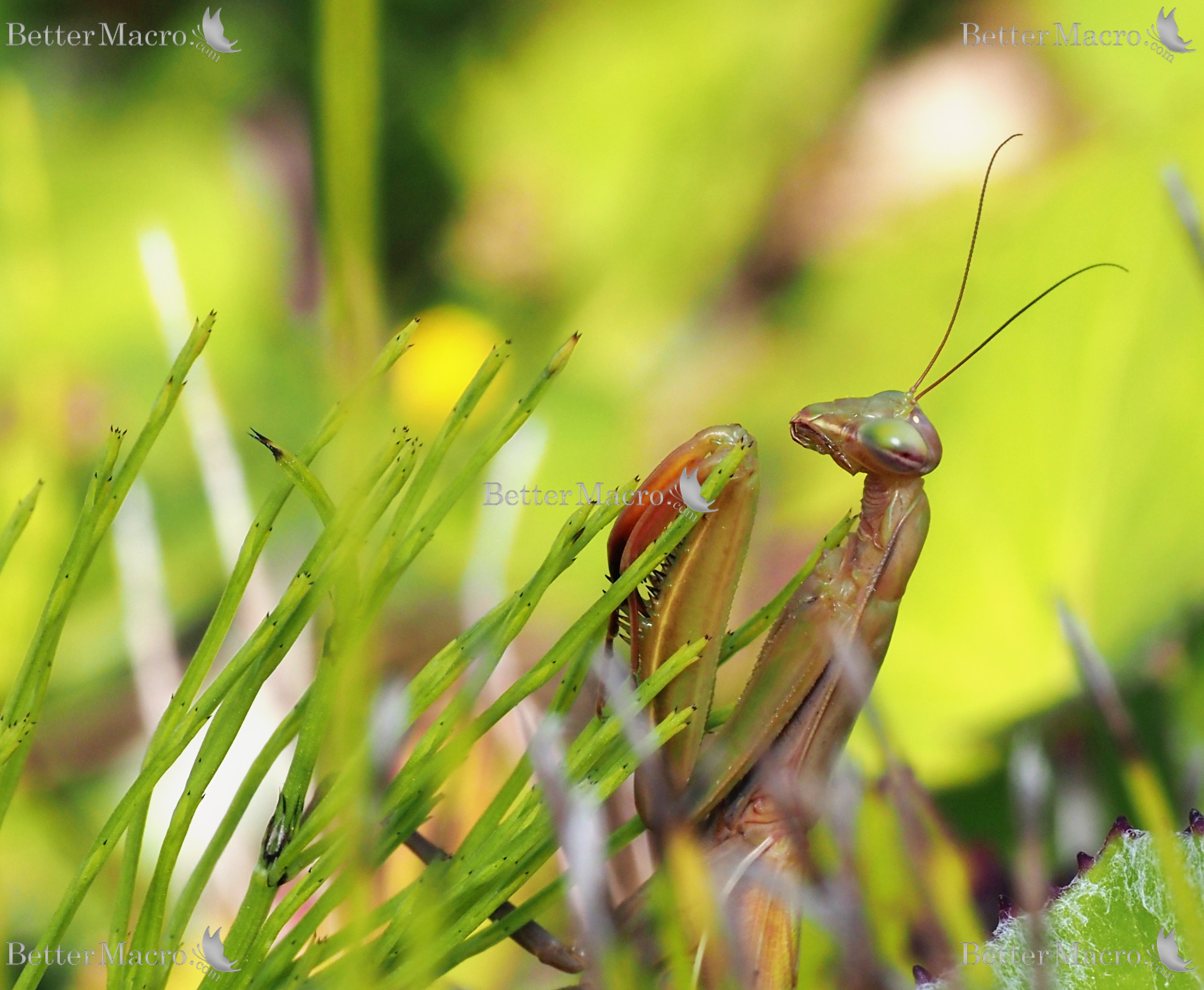 Featured Insect
