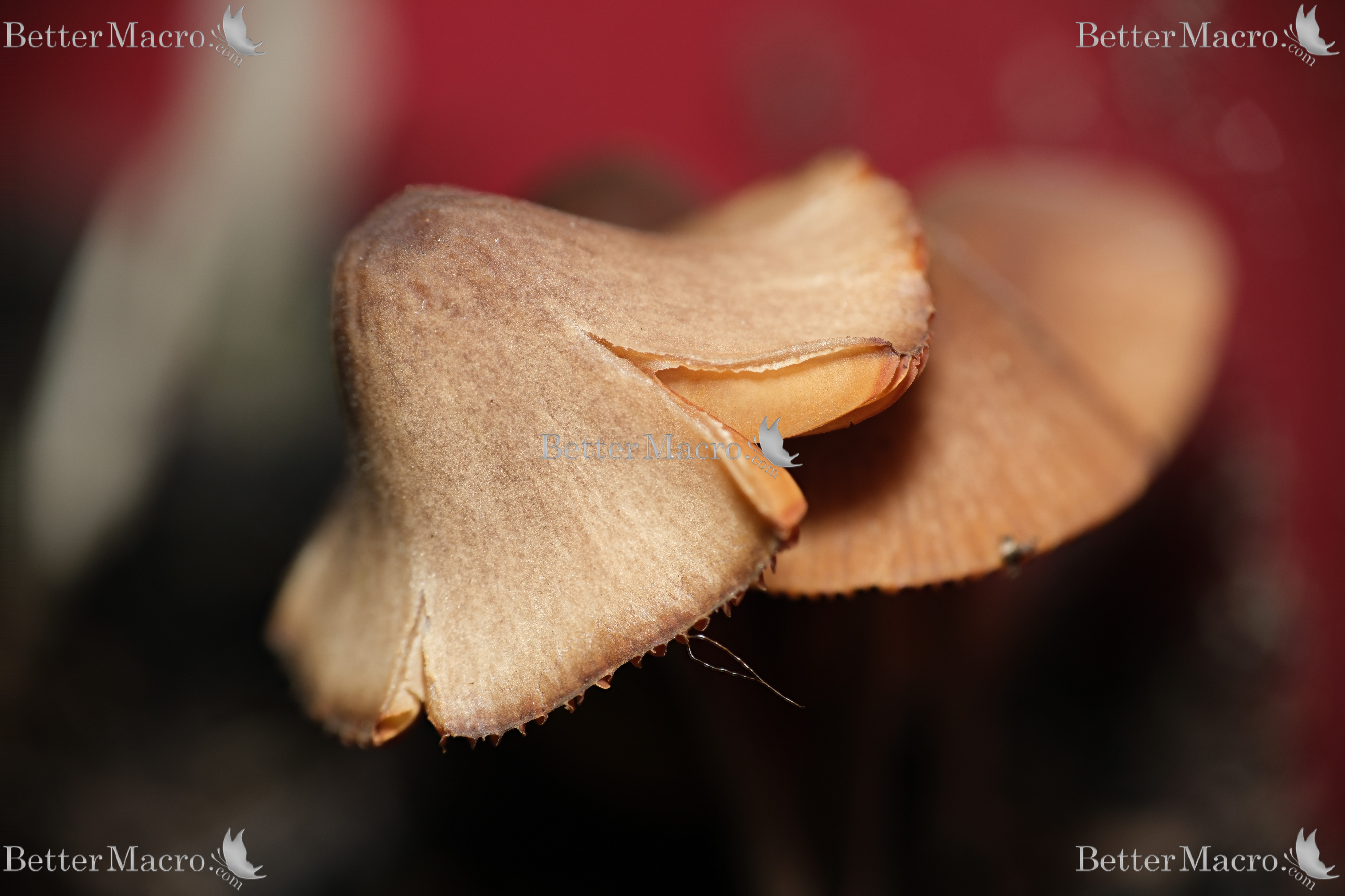 2024-06-25-20.48.43 ZS PMax.jpg